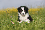 Australian Shepherd Puppy