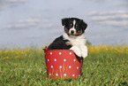 Australian Shepherd Puppy