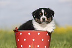 Australian Shepherd Puppy