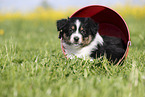 Australian Shepherd Puppy