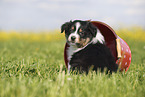 Australian Shepherd Puppy