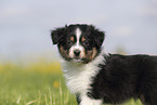 Australian Shepherd Puppy