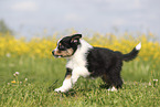 Australian Shepherd Puppy