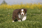 Australian Shepherd Puppy