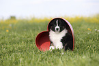 Australian Shepherd Puppy