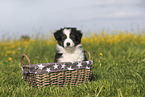 Australian Shepherd Puppy