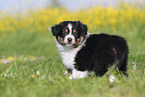 Australian Shepherd Puppy