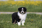 Australian Shepherd Puppy