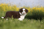 Australian Shepherd Puppy