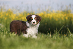 Australian Shepherd Puppy