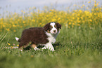 Australian Shepherd Puppy