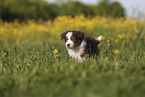 Australian Shepherd Puppy