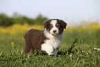 Australian Shepherd Puppy