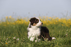 Australian Shepherd Puppy