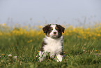 Australian Shepherd Puppy