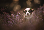 Australian Shepherd Puppy