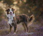 adult Australian Shepherd