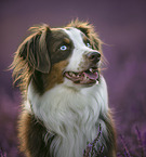 adult Australian Shepherd