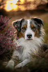 adult Australian Shepherd