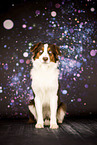 adult Australian Shepherd