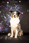 adult Australian Shepherd