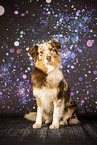 adult Australian Shepherd