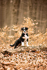 Australian Shepherd Puppy