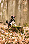 Australian Shepherd Puppy