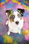 adult Australian Shepherd