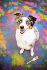 adult Australian Shepherd