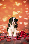 Australian Shepherd Puppy