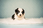 Australian Shepherd Puppy