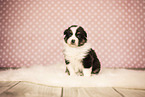 Australian Shepherd Puppy