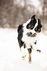 adult Australian Shepherd