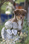 red-tri Australian Shepherd puppy