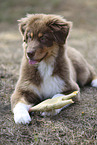 red-tri Australian Shepherd puppy