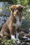 red-tri Australian Shepherd puppy