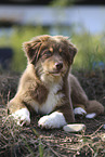 red-tri Australian Shepherd puppy