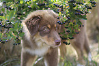 red-tri Australian Shepherd puppy