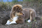 red-tri Australian Shepherd puppy