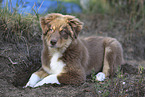 red-tri Australian Shepherd puppy