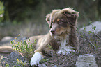 red-tri Australian Shepherd puppy