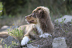 red-tri Australian Shepherd puppy