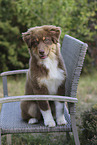 red-tri Australian Shepherd puppy