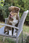 red-tri Australian Shepherd puppy