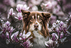 adult Australian Shepherd