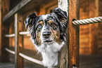 adult Australian Shepherd