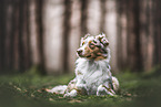 adult Australian Shepherd