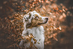 adult Australian Shepherd