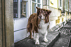 adult Australian Shepherd